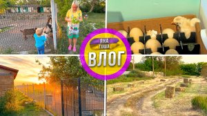 Тихая жизнь на хуторе. Вылупилась необычная цесарка. Индюшк чуть не сбежала от нас. Купили сено.