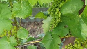 Очень важная обработка винограда 18 июля 🍇🍇🍇