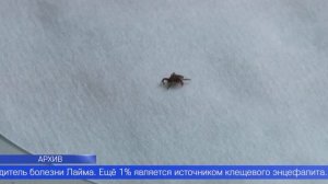 Более 27 тысяч свердловчан пострадали от укусов клещей в этом году