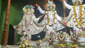 Radha Madhava in Flower Dress, 25th January, 2024 in Mayapur Chandrodaya Mandir