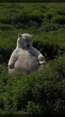 Спокойной ночи, Страна!