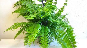 №110 Купила себе нефролепис Мачо.