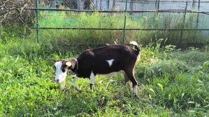 Накрыли помидоры.Запасы пополняется.Жизнь на Кубани