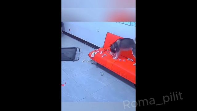 Собаки