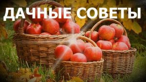 КОГДА СЕЯТЬ ОВОЩИ НА ГРЯДКУ