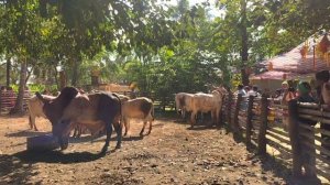 Gopashtami celebration in Goshala, Mayapur Dham
