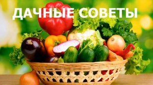 Возможно Ли Отказаться От Перекопки Огорода