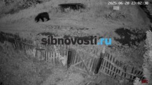 В селе под Красноярском медведь загрыз алабая