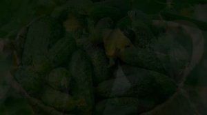 КАКИЕ СОРТА ОГУРЦОВ БЫВАЮТ