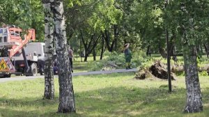 Последствия урагана, дерево упало на автомобиль