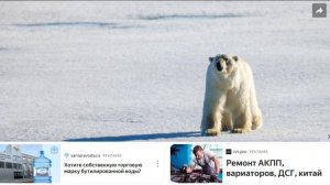 Гений в шкуре: ученые признали белого медведя самым умным хищником