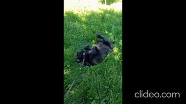 Жарко Потапу...., +30 у нас в Питере. смотреть онлайн