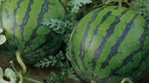 Выращиваем арбузы в ямах