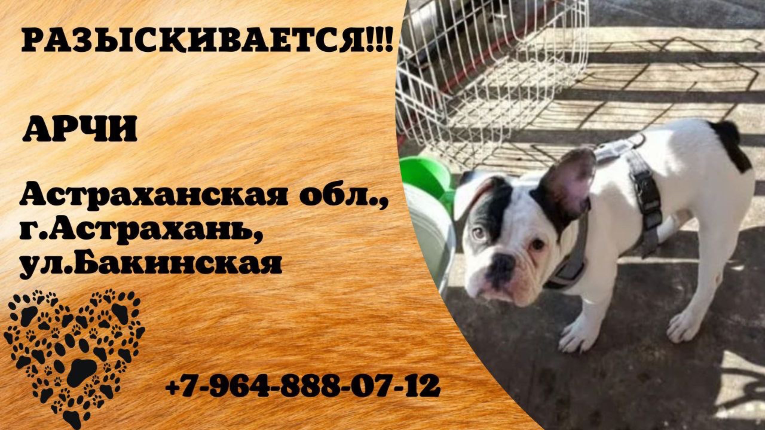 Пропала собака! АРЧИ. Астраханская обл., г.Астрахань.