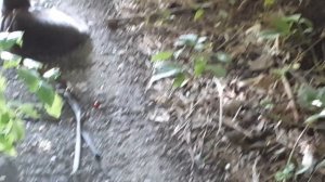 Отдыхают коты.