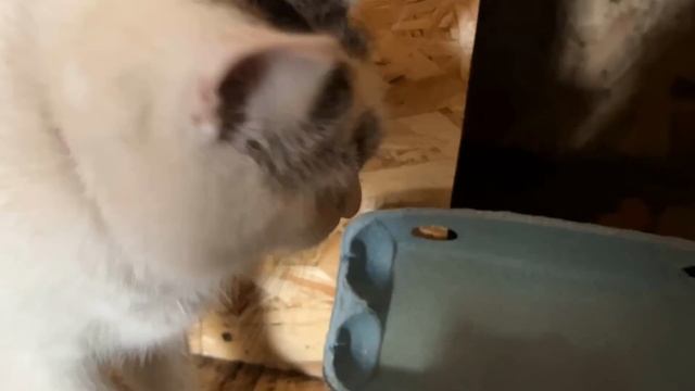 кот управляет нами. анука давай-ка смотреть онлайн