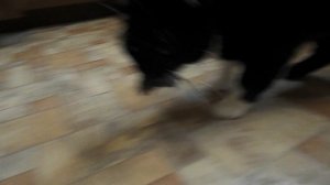 Манипулятор типа "мышь"