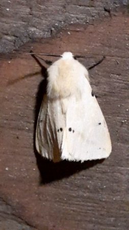Медведица жёлтая (Spilosoma lutea)