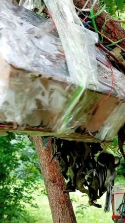 17.07.25 ... корм в ближние кормушки для белочек