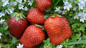 400 кг клубники с одной сотки
