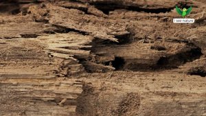 Что такое термиты?