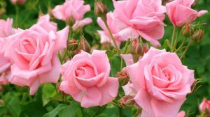 Розарий моей свекрови.🌹🌹🌹