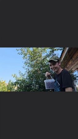 Собираю вишню.