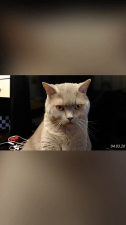 Мой первый британский котяра!