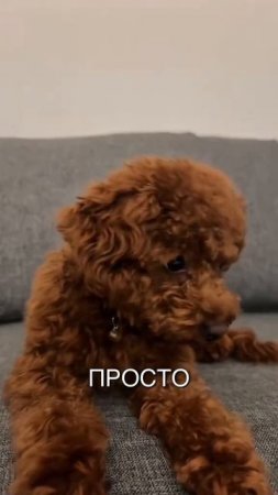 Животные приколы и не только