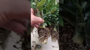 Пересадка 3х месячных адениумов