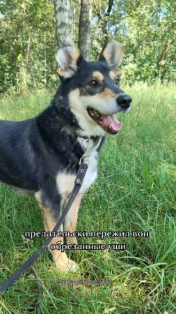 Почему тебе так не везёт, Френки