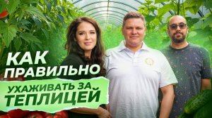 426. Откройте секреты формировки томатов и перцев с экспертом из Кувейта