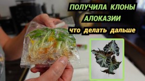 Получила клоны алоказии 🌱 Адаптация☝Какие клоны из Таиланда выжили