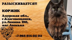 Пропал кот! КОРЖИК. Амурская обл., г.Благовещенск.