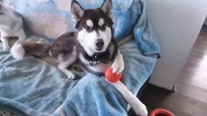 Хаски очень умные и хитрые