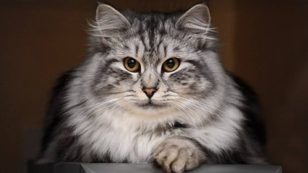 Забавные милые котики ❤️ |ПОДБОРКА  ЗАБАВНЫХ КОТОВ