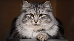 Забавные милые котики ❤️ |ПОДБОРКА  ЗАБАВНЫХ КОТОВ