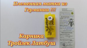 Племенная матка из Германии F0 Карника Тройзек Латбуш.