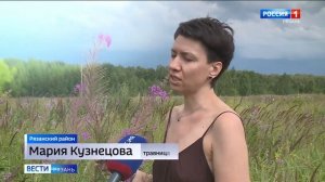 В Рязанской области заканчивается сезон сбора Иван-чая