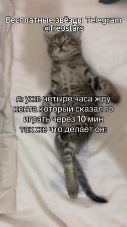 @fre3stars Бесплатные звезды и подарки телеграм #мемы #приколы #ржака #звезды #подарки #телеграм #тг