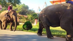 Elephants in Mayapur Dham . Vishnupria and Lakshmipria