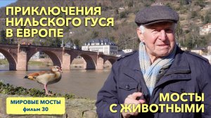 Мосты с животными: Приключения нильского гуся в Европе | Мировые Мосты (фильм 30)