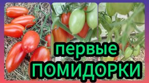 Помидоры в теплице начали созревать! 🍅