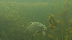 Не ОЖИДАЛ Увидеть так БЛИЗКО Сазана в Траве. Подводная охота в протоках реки Белая в Башкирии.