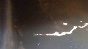 Стерлядь 18.07.2025.