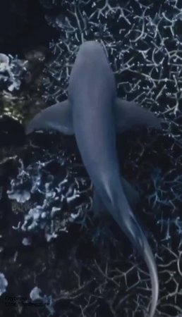 Акула-нянька (Ginglymostoma cirratum) может часами лежать на дне, но когда приходит ночь, она пре...