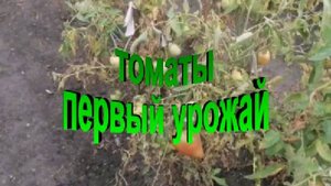 Томаты первый урожай