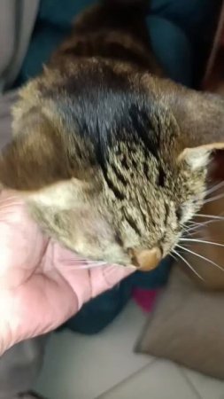 У кошки имя Кошка.