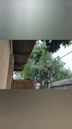 Monkey making the dog angry  #govardhan #monkey #comedy #funny #shorts