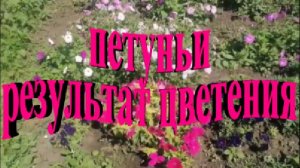 Петунии результат цветения